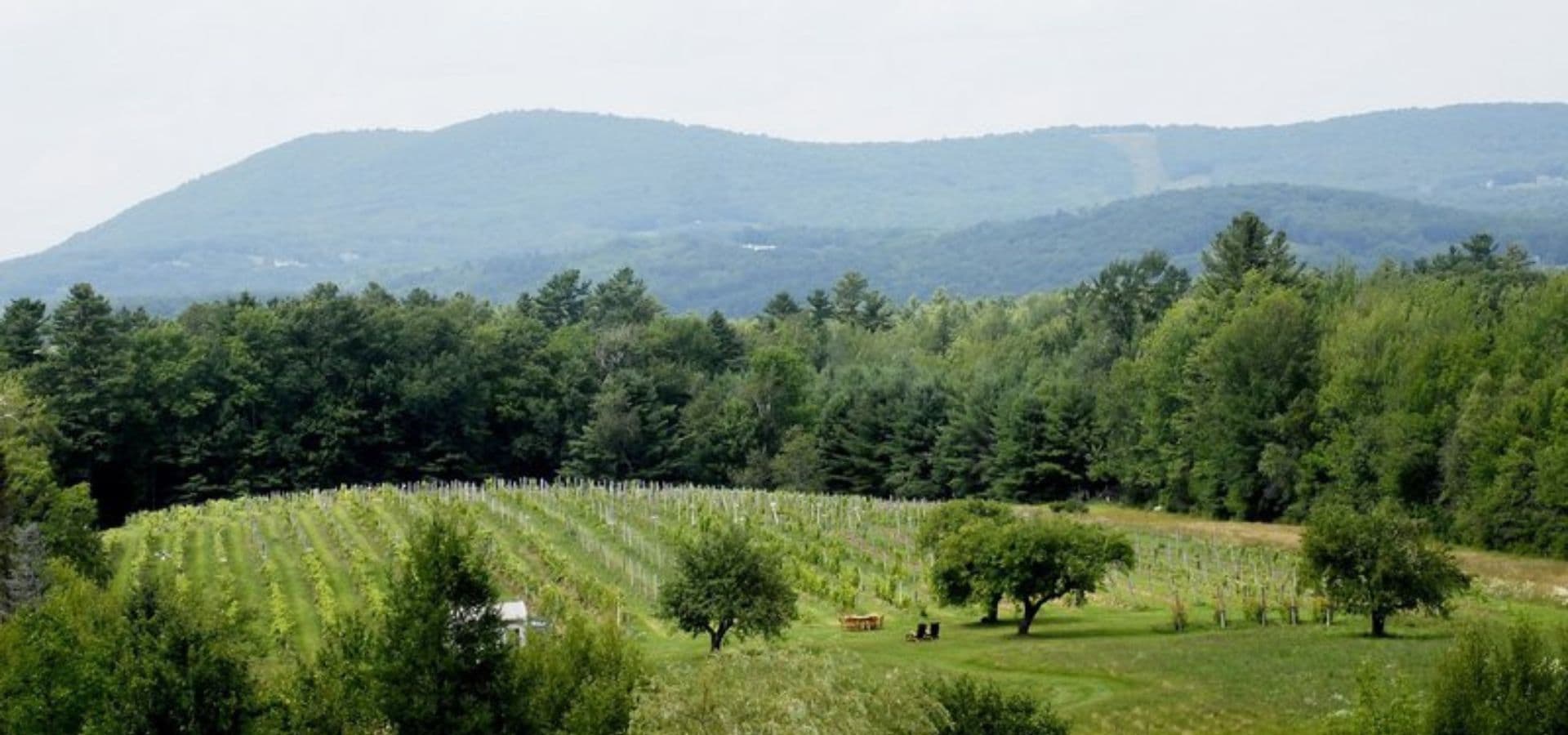 A scenic view of a vineyard surrounded by lush trees and mountains in the background.